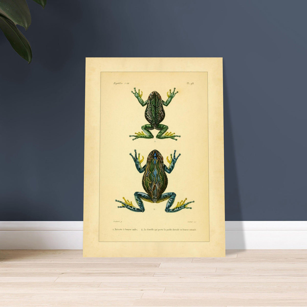 Bursa Tree Frog: Reproduction of a Scientific Frog Illustration. Old scientific plate depicting two frogs, identified as 1. Male pouch-bearing tree frog and 2. The female carrying the dorsal pouch or cutaneous pocket.