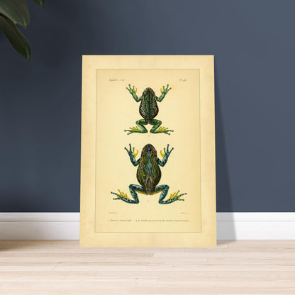 Bursa Tree Frog: Reproduction of a Scientific Frog Illustration. Old scientific plate depicting two frogs, identified as 1. Male pouch-bearing tree frog and 2. The female carrying the dorsal pouch or cutaneous pocket.