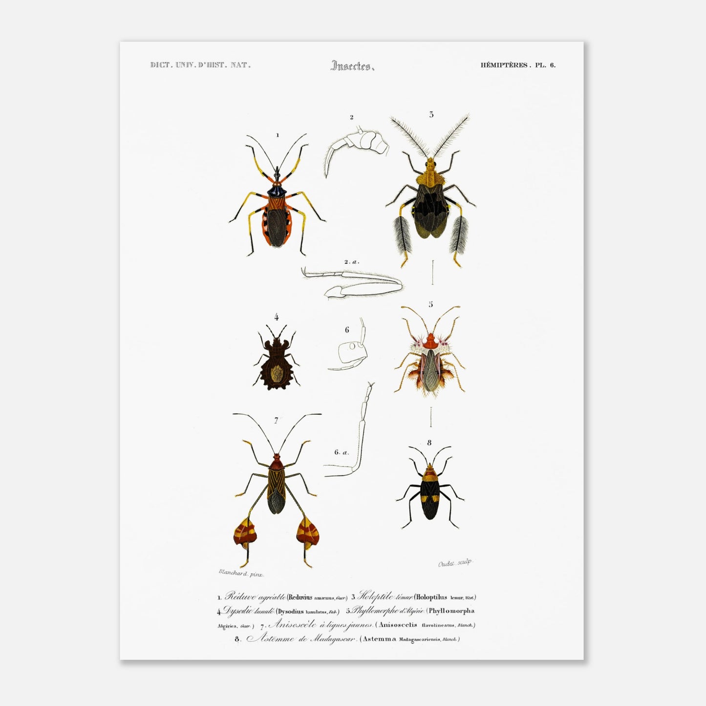 Réduve agréable, Tête vue de profil du Réduve masqué, Holoptile Lemur, Dysodie lunule, Phyllomorphe d’Algérie, Anisoscèle à lignes jaunes, Astemme de Mad - illustration naturaliste du Dictionnaire Uni - Taille 30x40 cm