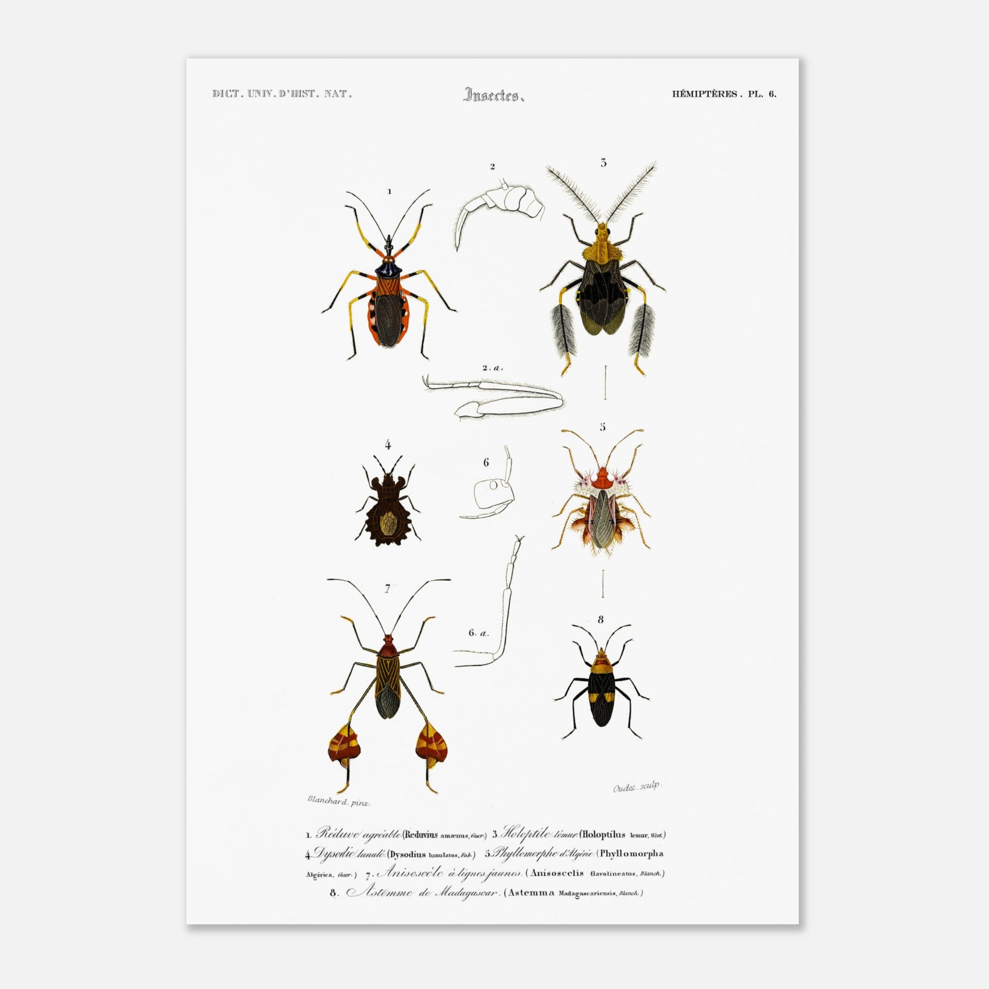 Réduve agréable, Tête vue de profil du Réduve masqué, Holoptile Lemur, Dysodie lunule, Phyllomorphe d’Algérie, Anisoscèle à lignes jaunes, Astemme de Mad - illustration naturaliste du Dictionnaire Uni - Taille 42x59,4 cm (A2)
