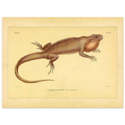 Herpetologie-Tafel: Ricords Aloponote (30x40 cm). Antike wissenschaftliche Tafel einer Eidechse namens 'Aloponote de Ricord', mit Textanmerkungen auf Französisch und einer Zeichnung des Künstlers.