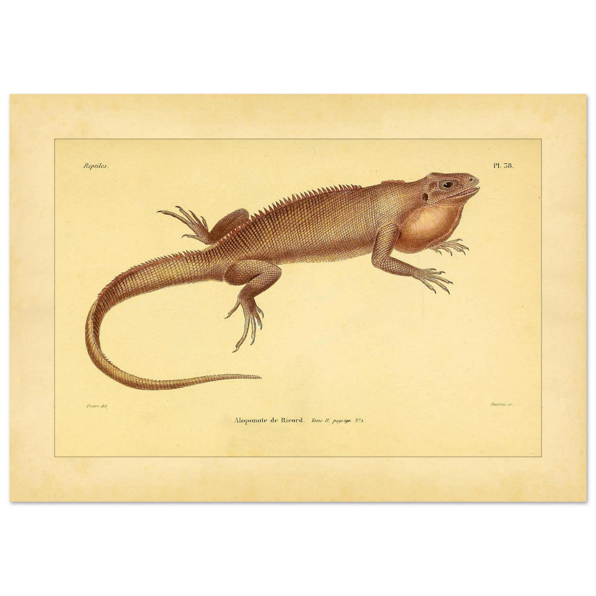 Herpetologie-Tafel: Ricords Aloponote (42x59,4 cm (A2)). Antike wissenschaftliche Tafel einer Eidechse namens 'Aloponote de Ricord', mit Textanmerkungen auf Französisch und einer Zeichnung des Künstlers.