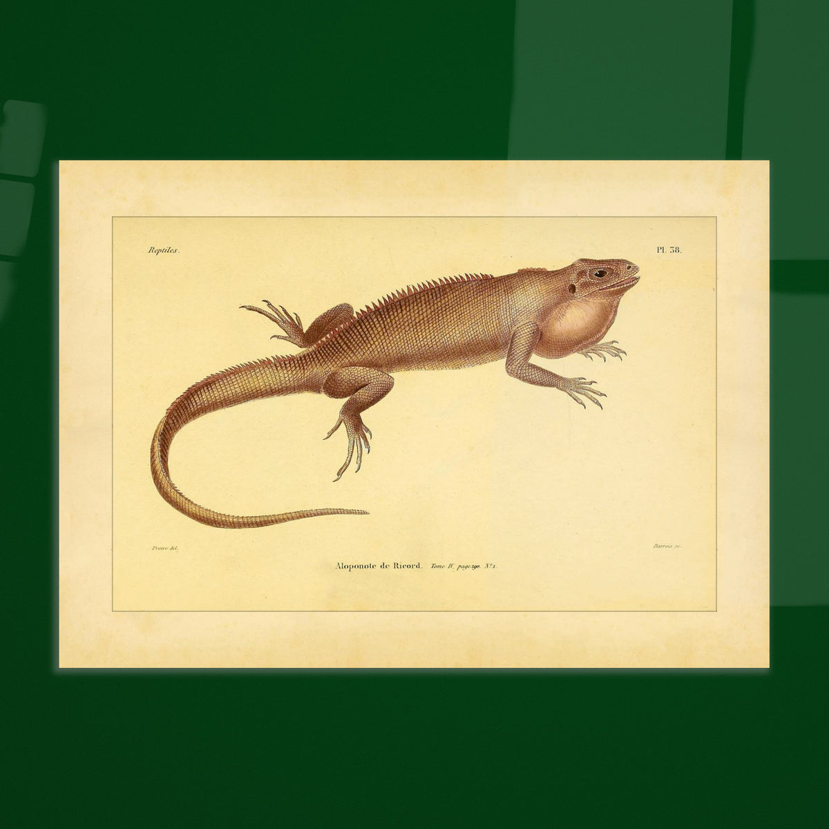 Herpetologie-Tafel: Ricords Aloponote. Antike wissenschaftliche Tafel einer Eidechse namens 'Aloponote de Ricord', mit Textanmerkungen auf Französisch und einer Zeichnung des Künstlers.