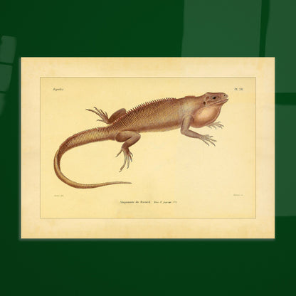 Herpetologie-Tafel: Ricords Aloponote. Antike wissenschaftliche Tafel einer Eidechse namens 'Aloponote de Ricord', mit Textanmerkungen auf Französisch und einer Zeichnung des Künstlers.