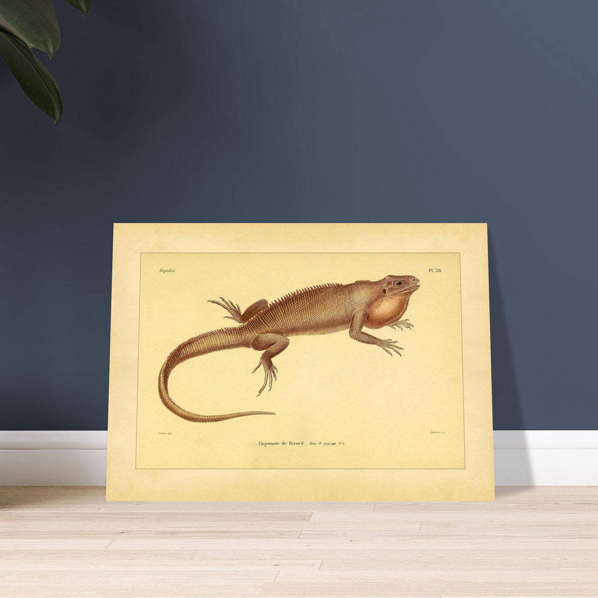 Herpetologie-Tafel: Ricords Aloponote. Antike wissenschaftliche Tafel einer Eidechse namens 'Aloponote de Ricord', mit Textanmerkungen auf Französisch und einer Zeichnung des Künstlers.