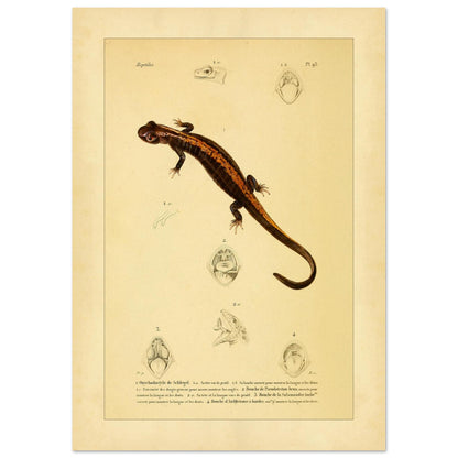 Amphibien-Illustration: Onychodactylus, Geotriton, Salamander und Ambystoma (21x29,7 cm (A4)). Alte naturhistorische Tafel aus dem 18. Jahrhundert mit einem Salamander und anatomischen Abbildungen seines Mauls.