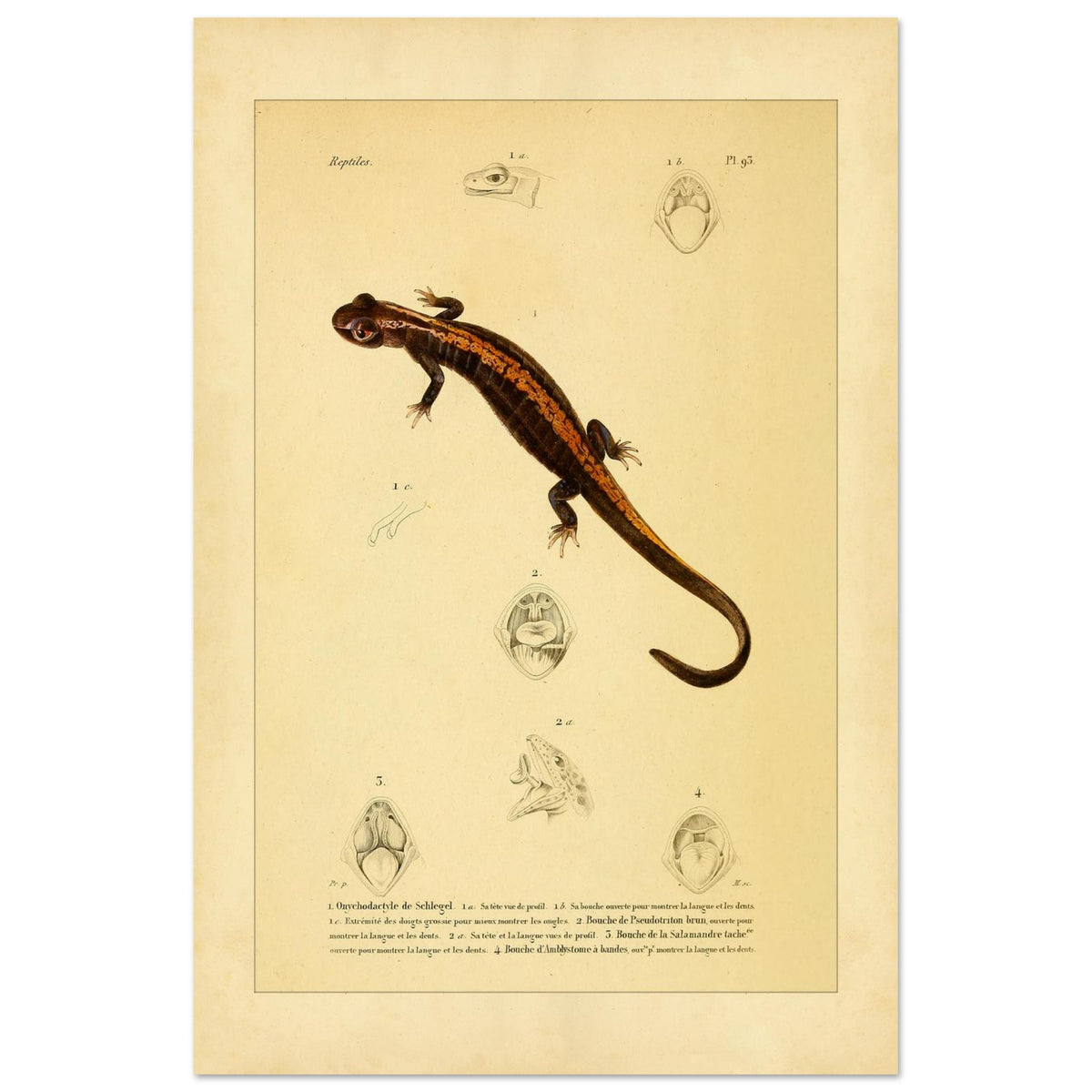 Amphibien-Illustration: Onychodactylus, Geotriton, Salamander und Ambystoma (40x60 cm). Alte naturhistorische Tafel aus dem 18. Jahrhundert mit einem Salamander und anatomischen Abbildungen seines Mauls.