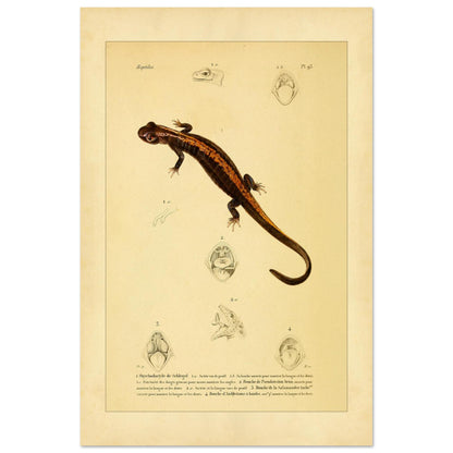 Amphibien-Illustration: Onychodactylus, Geotriton, Salamander und Ambystoma (40x60 cm). Alte naturhistorische Tafel aus dem 18. Jahrhundert mit einem Salamander und anatomischen Abbildungen seines Mauls.