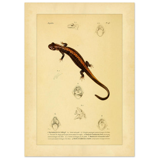 Amphibien-Illustration: Onychodactylus, Geotriton, Salamander und Ambystoma (50x70 cm). Alte naturhistorische Tafel aus dem 18. Jahrhundert mit einem Salamander und anatomischen Abbildungen seines Mauls.