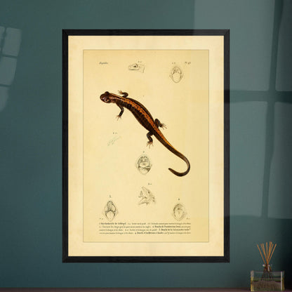 Amphibien-Illustration: Onychodactylus, Geotriton, Salamander und Ambystoma. Alte naturhistorische Tafel aus dem 18. Jahrhundert mit einem Salamander und anatomischen Abbildungen seines Mauls.
