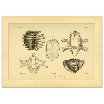 Shell, Sternum and Pelvis of Chelonia: Antique Anatomy Plate (21x29,7 cm (A4)). Anatomical plate presenting bony elements of chelonians: a carapace seen from below, a sternum, and a pelvis.