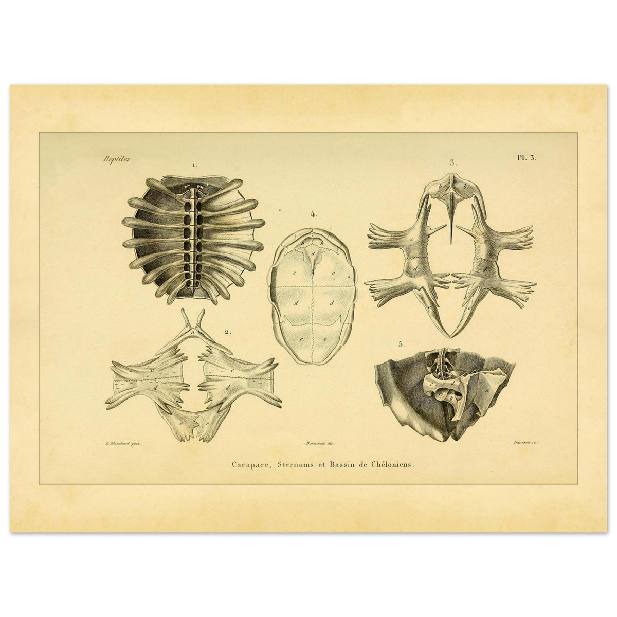 Shell, Sternum and Pelvis of Chelonia: Antique Anatomy Plate (30x40 cm). Anatomical plate presenting bony elements of chelonians: a carapace seen from below, a sternum, and a pelvis.