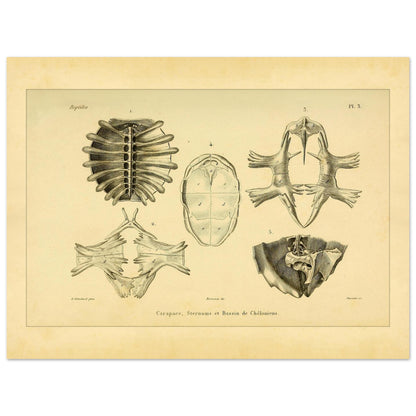 Shell, Sternum and Pelvis of Chelonia: Antique Anatomy Plate (30x40 cm). Anatomical plate presenting bony elements of chelonians: a carapace seen from below, a sternum, and a pelvis.