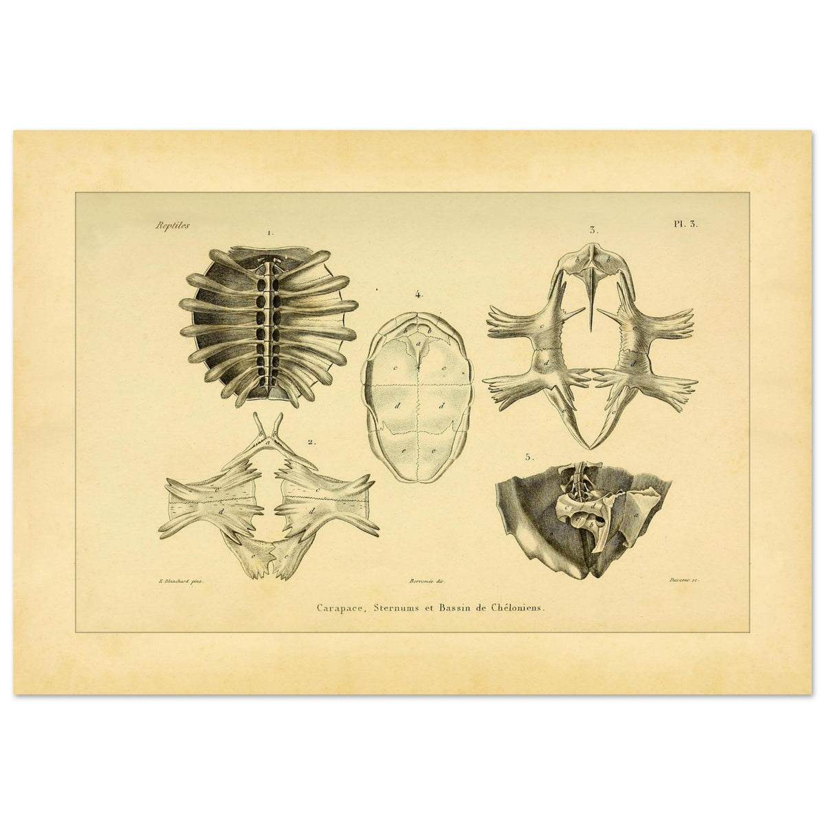 Shell, Sternum and Pelvis of Chelonia: Antique Anatomy Plate (42x59,4 cm (A2)). Anatomical plate presenting bony elements of chelonians: a carapace seen from below, a sternum, and a pelvis.