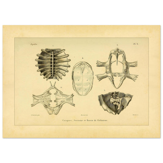 Panzer, Brustbein und Becken von Schildkröten: Anatomie-Tafel (50x70 cm). Anatomische Tafel mit Knochenelementen von Schildkröten: einem von unten gesehenen Panzer, einem Brustbein und einem Becken.