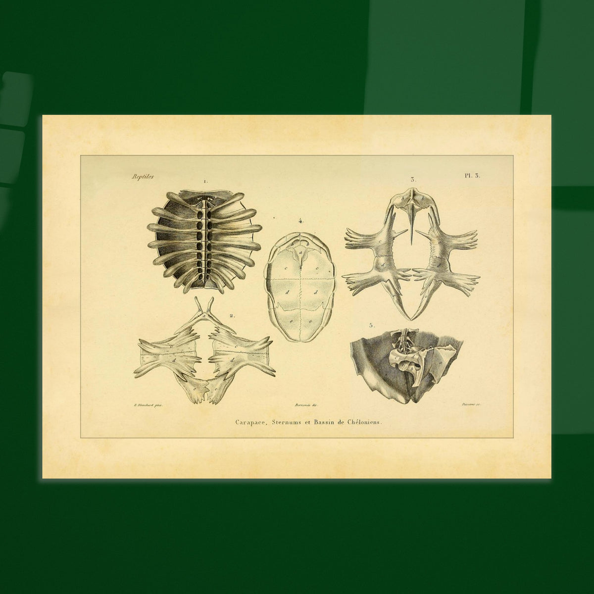 Shell, Sternum and Pelvis of Chelonia: Antique Anatomy Plate. Anatomical plate presenting bony elements of chelonians: a carapace seen from below, a sternum, and a pelvis.