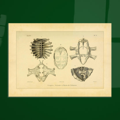 Shell, Sternum and Pelvis of Chelonia: Antique Anatomy Plate. Anatomical plate presenting bony elements of chelonians: a carapace seen from below, a sternum, and a pelvis.