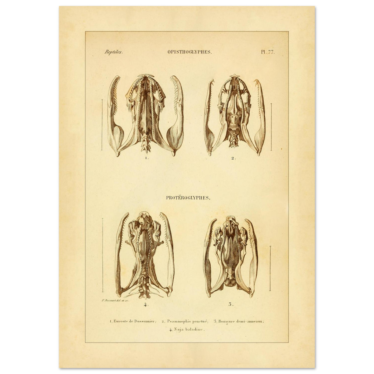 Studie von Schlangenköpfen: Opisthoglypha und Proteroglypha, wissenschaftliche Reproduktion (21x29,7 cm (A4)). Wissenschaftliche Tafel aus dem 19. Jahrhundert, die die Struktur von Schlangenschädeln mit Abbildungen von vier Exemplaren darstellt.