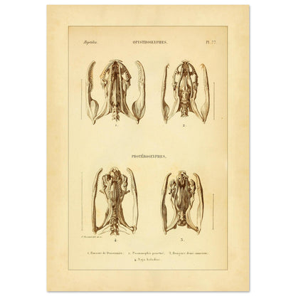 Studie von Schlangenköpfen: Opisthoglypha und Proteroglypha, wissenschaftliche Reproduktion (29,7x42 cm (A3)). Wissenschaftliche Tafel aus dem 19. Jahrhundert, die die Struktur von Schlangenschädeln mit Abbildungen von vier Exemplaren darstellt.