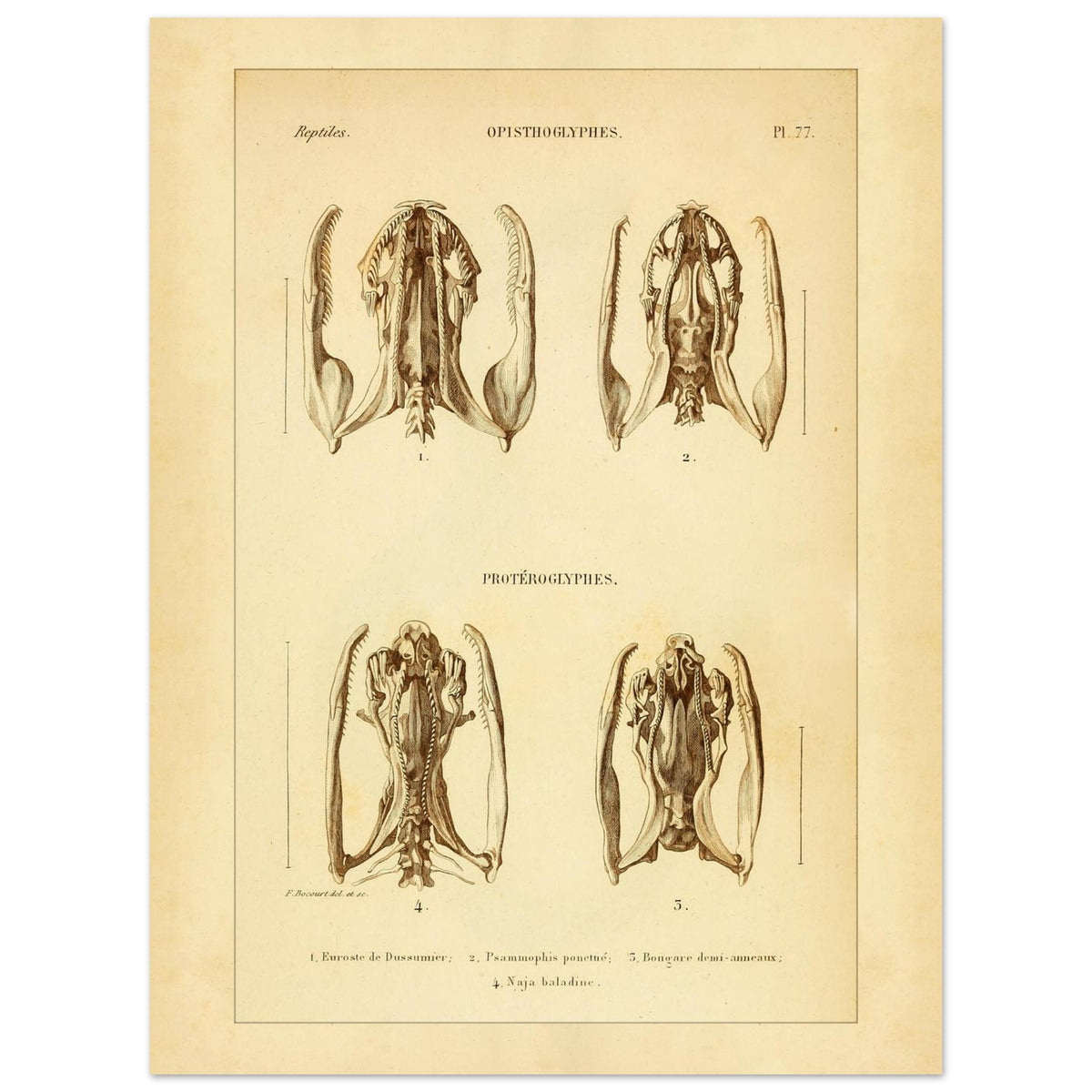 Studie von Schlangenköpfen: Opisthoglypha und Proteroglypha, wissenschaftliche Reproduktion (30x40 cm). Wissenschaftliche Tafel aus dem 19. Jahrhundert, die die Struktur von Schlangenschädeln mit Abbildungen von vier Exemplaren darstellt.