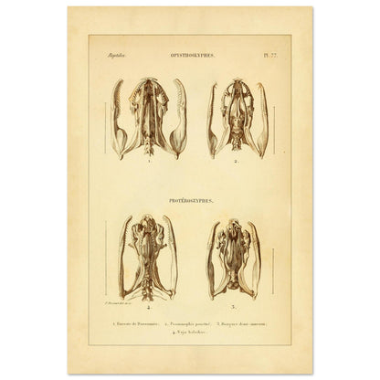 Studie von Schlangenköpfen: Opisthoglypha und Proteroglypha, wissenschaftliche Reproduktion (40x60 cm). Wissenschaftliche Tafel aus dem 19. Jahrhundert, die die Struktur von Schlangenschädeln mit Abbildungen von vier Exemplaren darstellt.