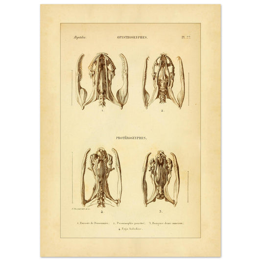 Studie von Schlangenköpfen: Opisthoglypha und Proteroglypha, wissenschaftliche Reproduktion (50x70 cm). Wissenschaftliche Tafel aus dem 19. Jahrhundert, die die Struktur von Schlangenschädeln mit Abbildungen von vier Exemplaren darstellt.