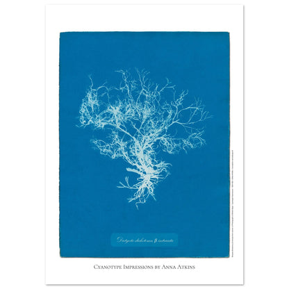 Planche botanique de l'algue Dictyota dichotoma par Anna Atkins (29,7x42 cm (A3)). Reproduction cyanotype d'algue du genre Dictyota dichotoma β intricata par Anna Atkins, affiche botanique vintage sur fond bleu.
