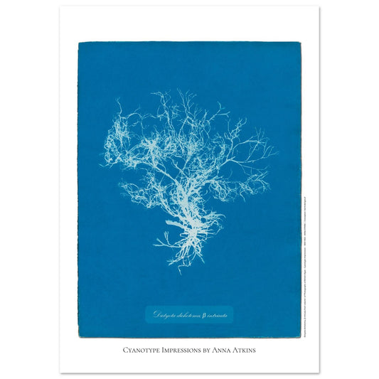 Planche botanique de l'algue Dictyota dichotoma par Anna Atkins (29,7x42 cm (A3)). Reproduction cyanotype d'algue du genre Dictyota dichotoma β intricata par Anna Atkins, affiche botanique vintage sur fond bleu.