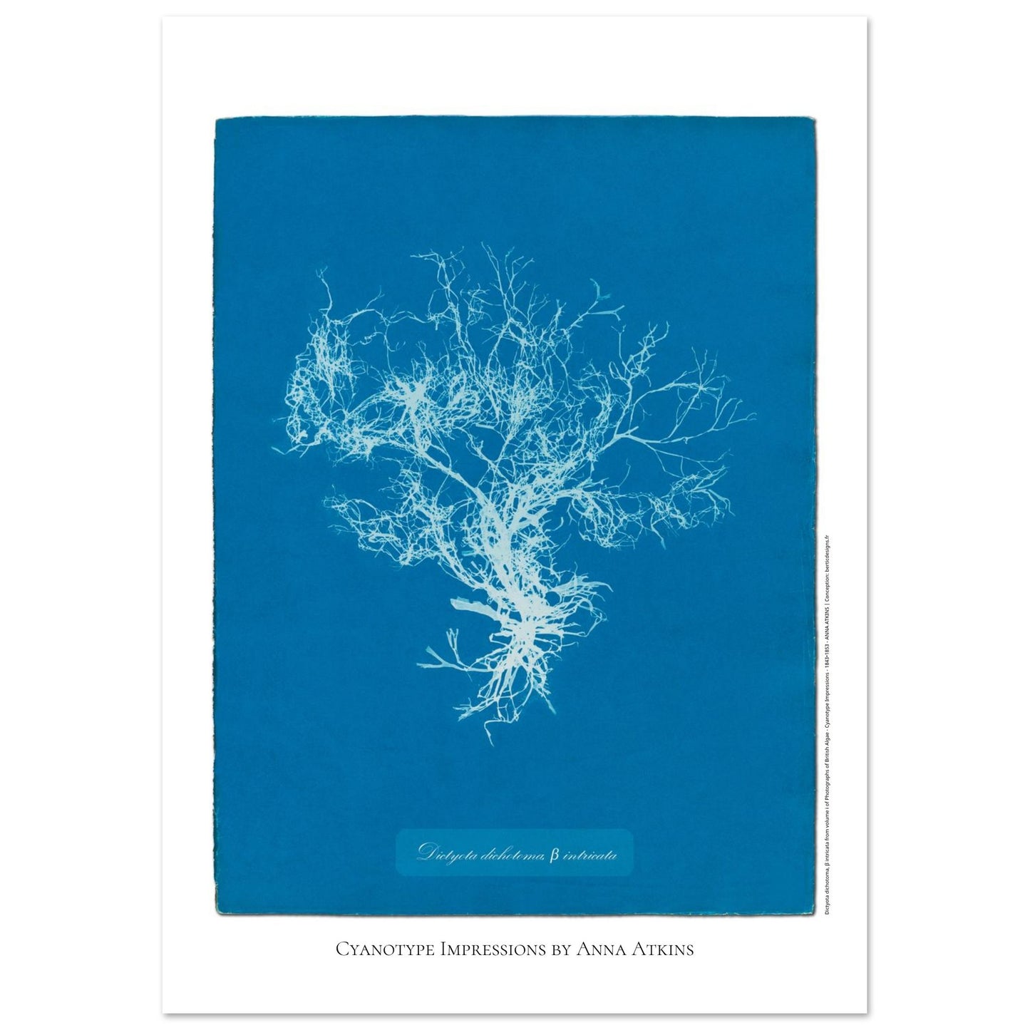 Planche botanique de l'algue Dictyota dichotoma par Anna Atkins (42x59,4 cm (A2)). Reproduction cyanotype d'algue du genre Dictyota dichotoma β intricata par Anna Atkins, affiche botanique vintage sur fond bleu.