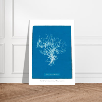 Planche botanique de l'algue Dictyota dichotoma par Anna Atkins. Reproduction cyanotype d'algue du genre Dictyota dichotoma β intricata par Anna Atkins, affiche botanique vintage sur fond bleu. Image d'illustration 5
