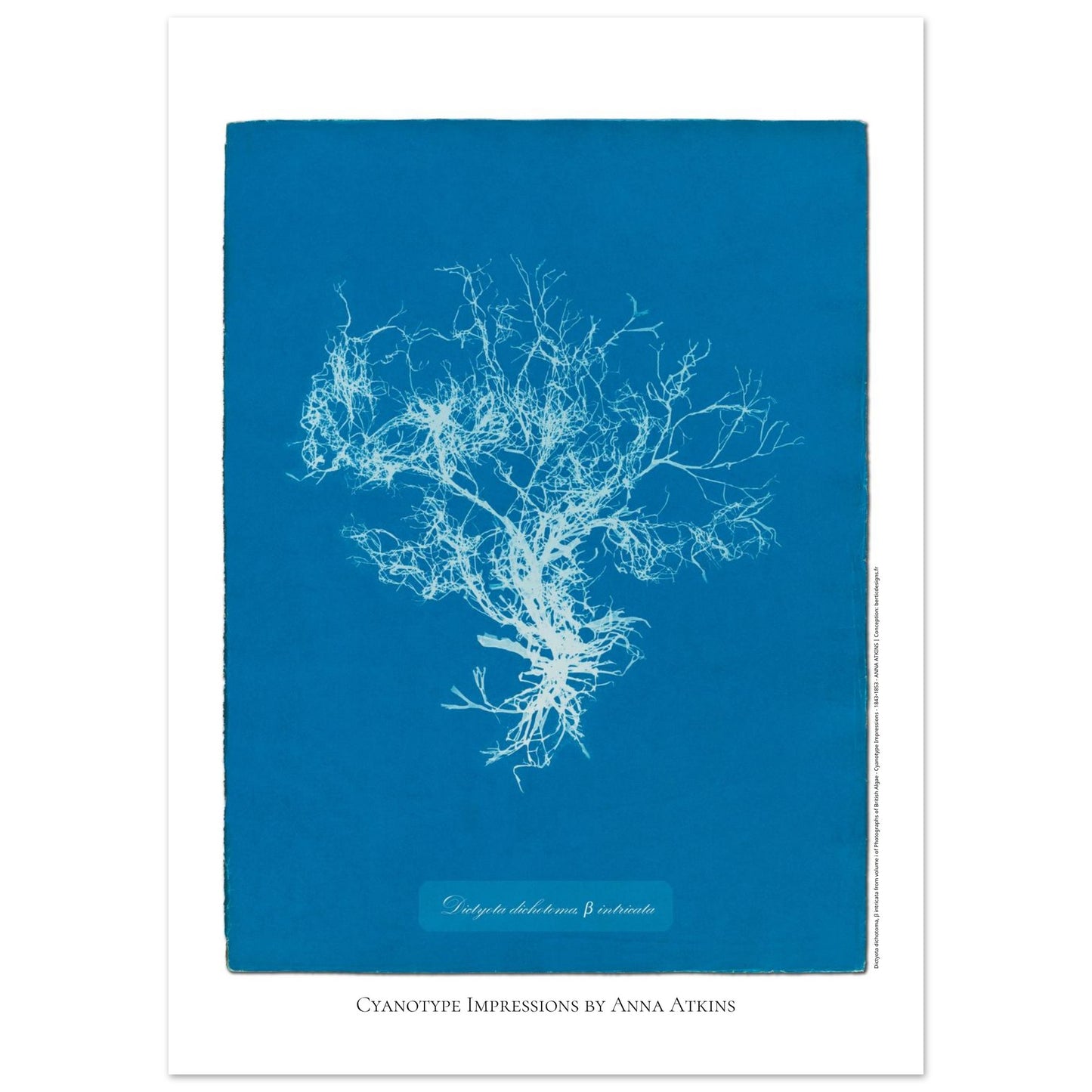 Planche botanique de l'algue Dictyota dichotoma par Anna Atkins (50x70 cm). Reproduction cyanotype d'algue du genre Dictyota dichotoma β intricata par Anna Atkins, affiche botanique vintage sur fond bleu.