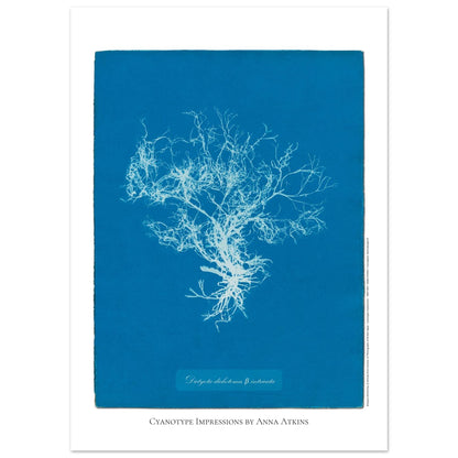 Planche botanique de l'algue Dictyota dichotoma par Anna Atkins (50x70 cm). Reproduction cyanotype d'algue du genre Dictyota dichotoma β intricata par Anna Atkins, affiche botanique vintage sur fond bleu.