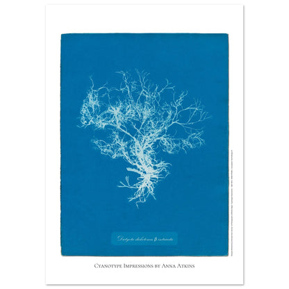Planche botanique de l'algue Dictyota dichotoma par Anna Atkins (59,4x84,1 cm (A1)). Reproduction cyanotype d'algue du genre Dictyota dichotoma β intricata par Anna Atkins, affiche botanique vintage sur fond bleu.