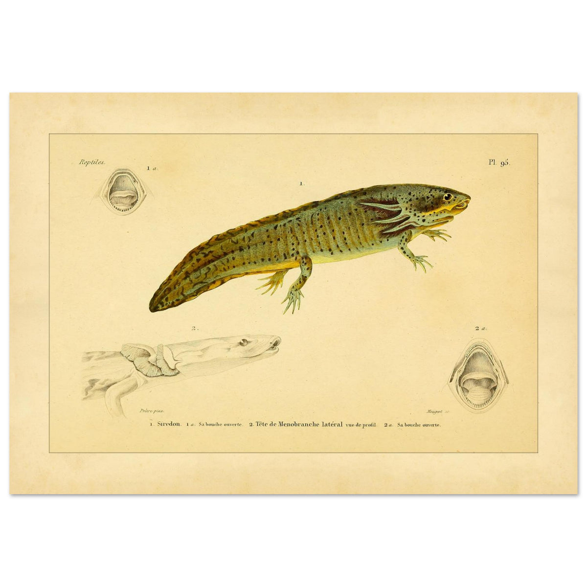Reproduktion von Axolotl und seitlichem Proteus: Illustration (21x29,7 cm (A4)). Wissenschaftliche Tafel aus dem 19. Jahrhundert, die einen Axolotl und einen Grottenolm mit geöffnetem Maul zeigt.