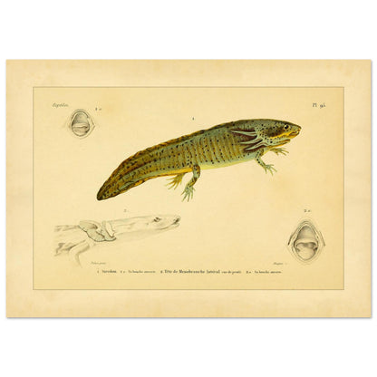 Reproduktion von Axolotl und seitlichem Proteus: Illustration (29,7x42 cm (A3)). Wissenschaftliche Tafel aus dem 19. Jahrhundert, die einen Axolotl und einen Grottenolm mit geöffnetem Maul zeigt.