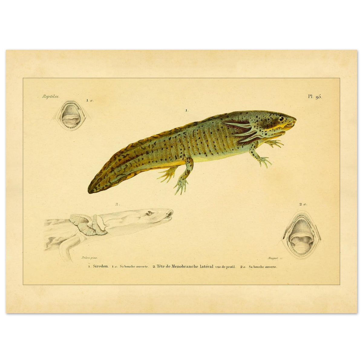 Reproduktion von Axolotl und seitlichem Proteus: Illustration (30x40 cm). Wissenschaftliche Tafel aus dem 19. Jahrhundert, die einen Axolotl und einen Grottenolm mit geöffnetem Maul zeigt.