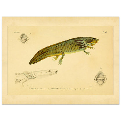 Reproduktion von Axolotl und seitlichem Proteus: Illustration (30x40 cm). Wissenschaftliche Tafel aus dem 19. Jahrhundert, die einen Axolotl und einen Grottenolm mit geöffnetem Maul zeigt.