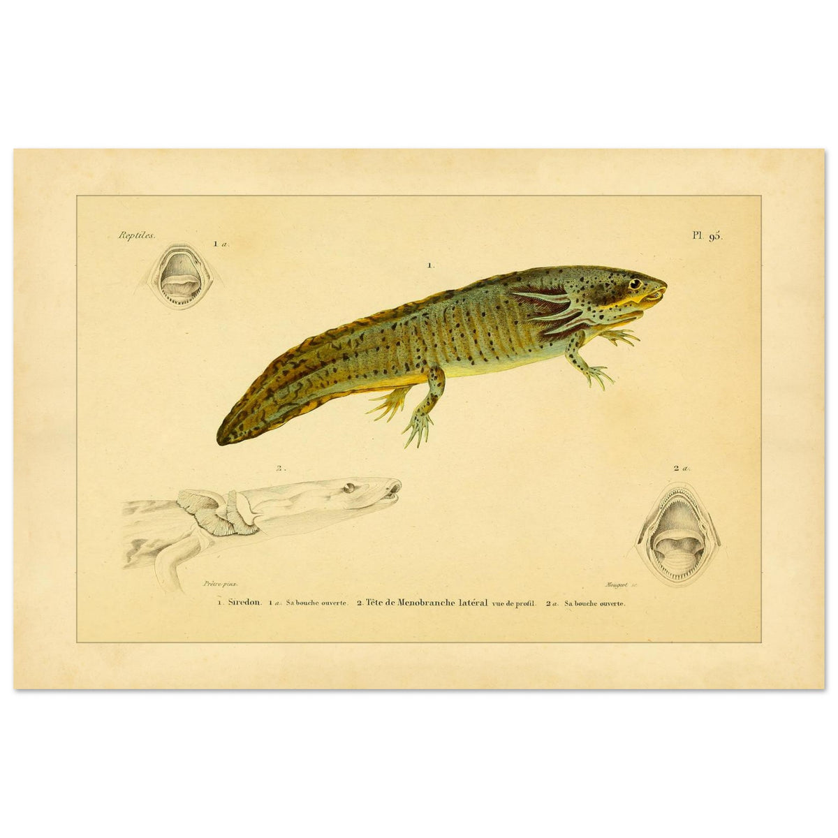 Reproduktion von Axolotl und seitlichem Proteus: Illustration (40x60 cm). Wissenschaftliche Tafel aus dem 19. Jahrhundert, die einen Axolotl und einen Grottenolm mit geöffnetem Maul zeigt.
