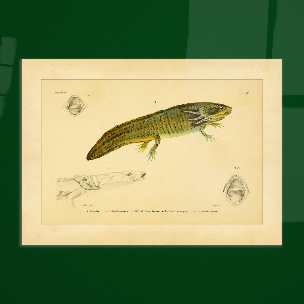 Reproduktion von Axolotl und seitlichem Proteus: Illustration. Wissenschaftliche Tafel aus dem 19. Jahrhundert, die einen Axolotl und einen Grottenolm mit geöffnetem Maul zeigt.