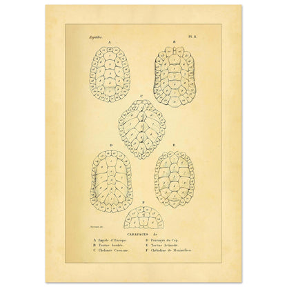 Vergleich von Schildkrötenpanzern: Alte wissenschaftliche Illustration (21x29,7 cm (A4)). Alte wissenschaftliche Tafel aus Dumérils Erpétologie générale, die einen Vergleich von Schildkrötenpanzern mit detaillierten nummerierten Abbildungen zeigt.