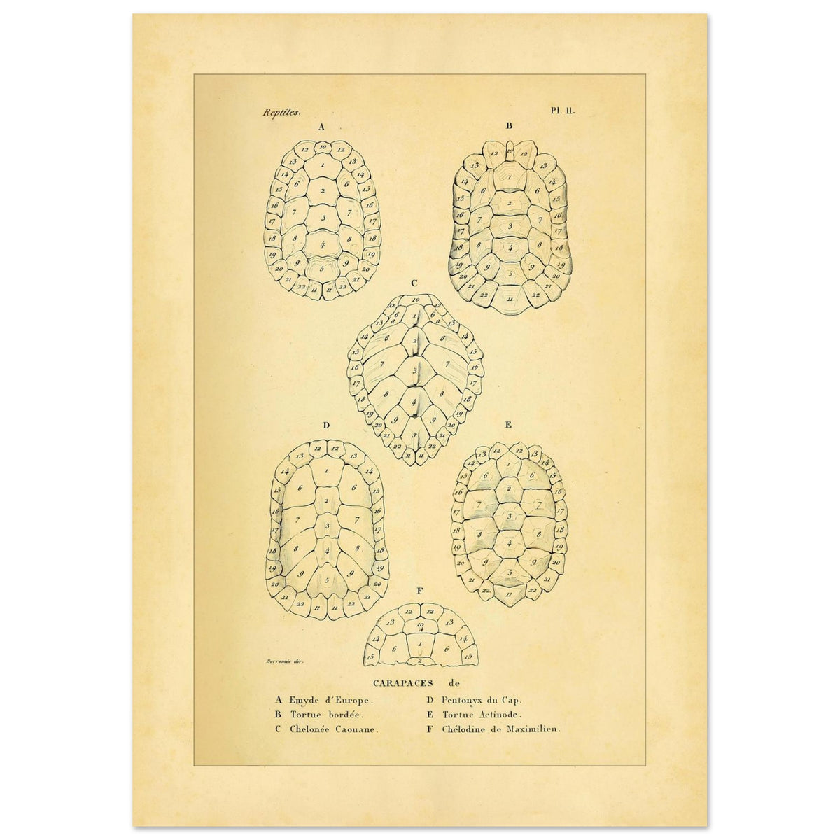 Vergleich von Schildkrötenpanzern: Alte wissenschaftliche Illustration (29,7x42 cm (A3)). Alte wissenschaftliche Tafel aus Dumérils Erpétologie générale, die einen Vergleich von Schildkrötenpanzern mit detaillierten nummerierten Abbildungen zeigt.