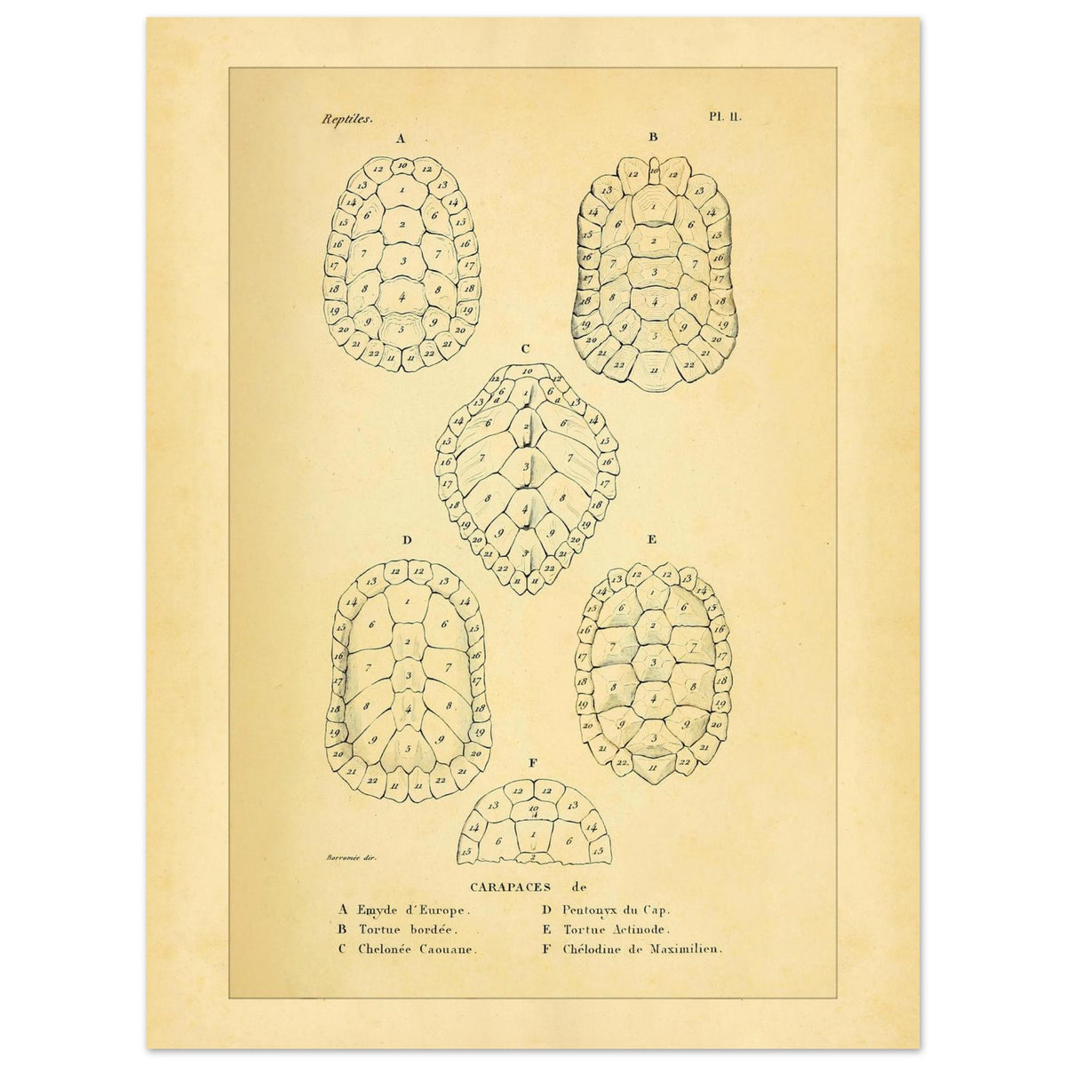 Vergleich von Schildkrötenpanzern: Alte wissenschaftliche Illustration (30x40 cm). Alte wissenschaftliche Tafel aus Dumérils Erpétologie générale, die einen Vergleich von Schildkrötenpanzern mit detaillierten nummerierten Abbildungen zeigt.