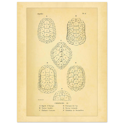 Vergleich von Schildkrötenpanzern: Alte wissenschaftliche Illustration (30x40 cm). Alte wissenschaftliche Tafel aus Dumérils Erpétologie générale, die einen Vergleich von Schildkrötenpanzern mit detaillierten nummerierten Abbildungen zeigt.