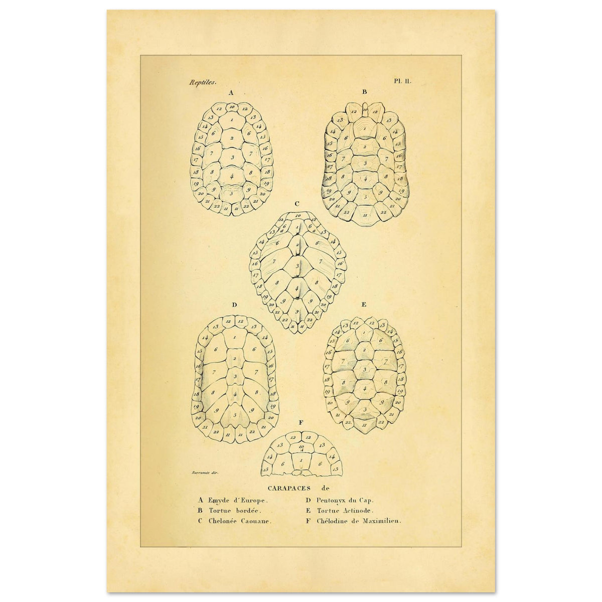 Vergleich von Schildkrötenpanzern: Alte wissenschaftliche Illustration (40x60 cm). Alte wissenschaftliche Tafel aus Dumérils Erpétologie générale, die einen Vergleich von Schildkrötenpanzern mit detaillierten nummerierten Abbildungen zeigt.