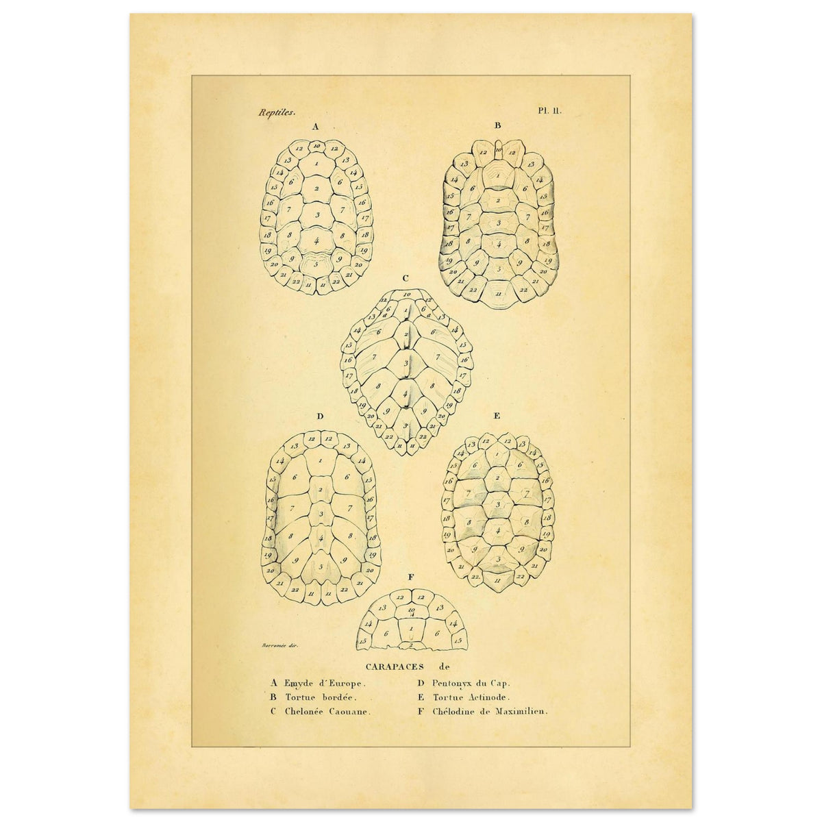 Vergleich von Schildkrötenpanzern: Alte wissenschaftliche Illustration (42x59,4 cm (A2)). Alte wissenschaftliche Tafel aus Dumérils Erpétologie générale, die einen Vergleich von Schildkrötenpanzern mit detaillierten nummerierten Abbildungen zeigt.