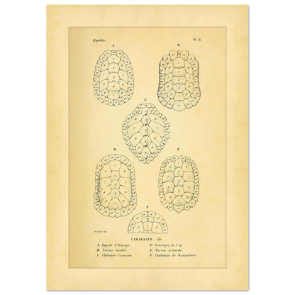 Vergleich von Schildkrötenpanzern: Alte wissenschaftliche Illustration (42x59,4 cm (A2)). Alte wissenschaftliche Tafel aus Dumérils Erpétologie générale, die einen Vergleich von Schildkrötenpanzern mit detaillierten nummerierten Abbildungen zeigt.