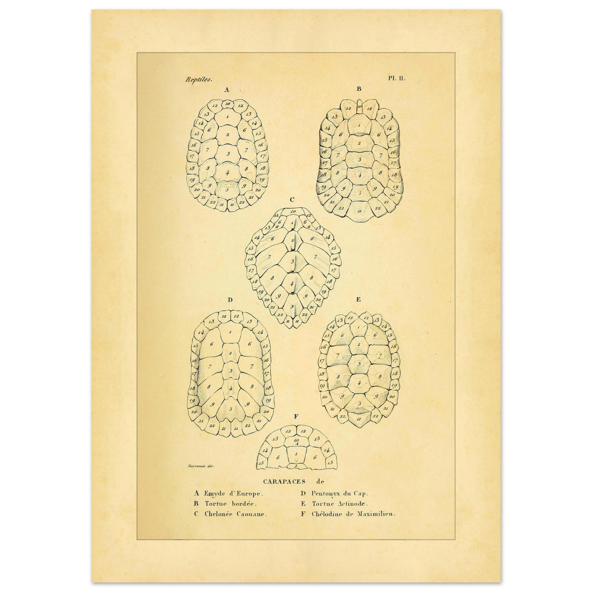 Vergleich von Schildkrötenpanzern: Alte wissenschaftliche Illustration (50x70 cm). Alte wissenschaftliche Tafel aus Dumérils Erpétologie générale, die einen Vergleich von Schildkrötenpanzern mit detaillierten nummerierten Abbildungen zeigt.