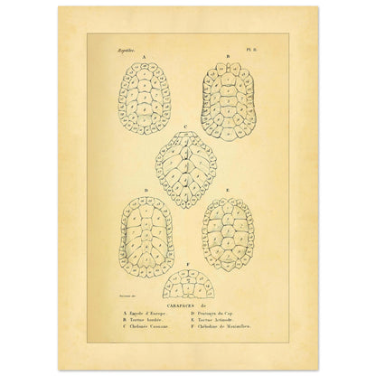 Vergleich von Schildkrötenpanzern: Alte wissenschaftliche Illustration (50x70 cm). Alte wissenschaftliche Tafel aus Dumérils Erpétologie générale, die einen Vergleich von Schildkrötenpanzern mit detaillierten nummerierten Abbildungen zeigt.