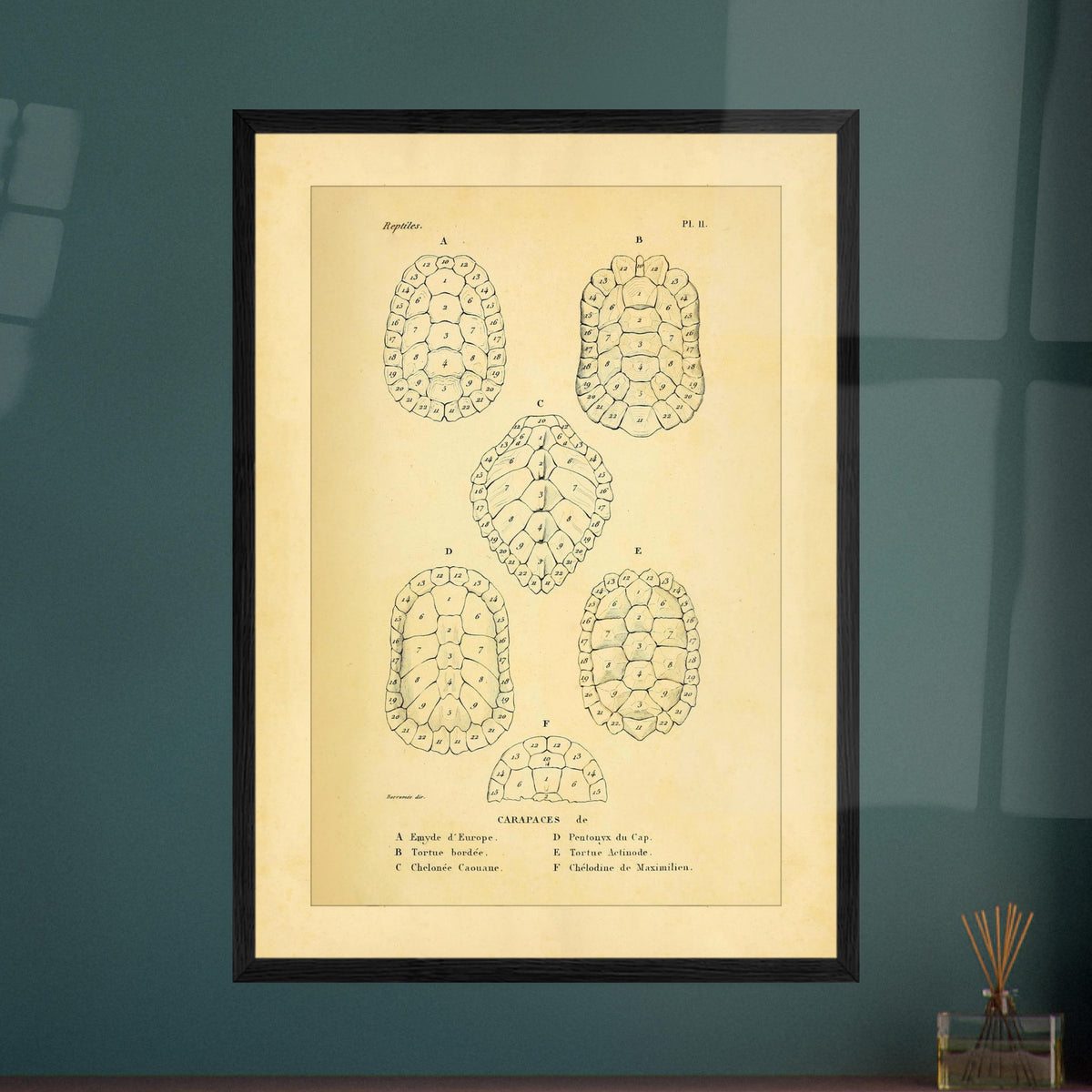 Vergleich von Schildkrötenpanzern: Alte wissenschaftliche Illustration. Alte wissenschaftliche Tafel aus Dumérils Erpétologie générale, die einen Vergleich von Schildkrötenpanzern mit detaillierten nummerierten Abbildungen zeigt.