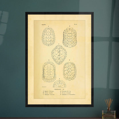 Vergleich von Schildkrötenpanzern: Alte wissenschaftliche Illustration. Alte wissenschaftliche Tafel aus Dumérils Erpétologie générale, die einen Vergleich von Schildkrötenpanzern mit detaillierten nummerierten Abbildungen zeigt.